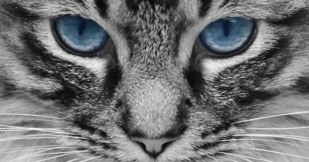 Icon for meowstodon.net